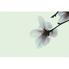 Авторский букет Букет классический