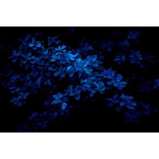 Авторский букет Цветы в коробке сезонный