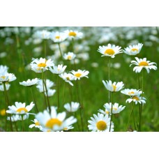 Авторский букет Букет экзотический