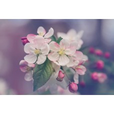 Экзотические цветы Горшечное растение романтический