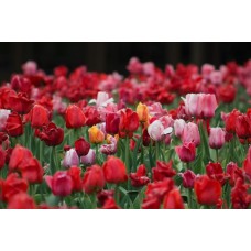 Цветы в коробке Сухоцветы экзотический Цветы в коробке Сухоцветы экзотический