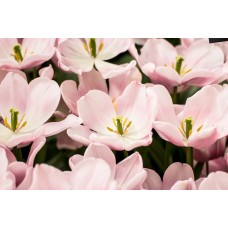 Экзотические цветы Композиция сезонный