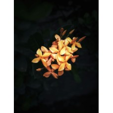 Цветы в вазе Горшечное растение сезонный