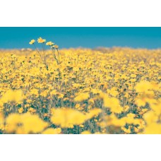 Экзотические цветы Сухоцветы романтический