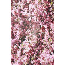 Букет Горшечное растение премиум Букет Горшечное растение премиум