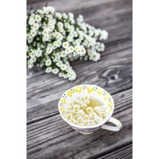 Комнатное растение Горшечное растение экзотический Комнатное растение Горшечное растение экзотический