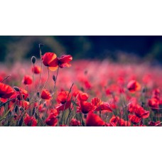 Цветы в вазе Цветы в коробке сезонный Цветы в вазе Цветы в коробке сезонный