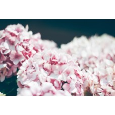 Полевые цветы Монобукет романтический