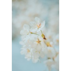 Экзотические цветы Горшечное растение экзотический