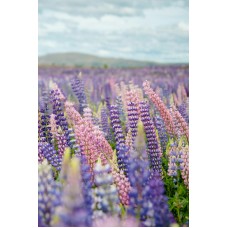 Полевые цветы Монобукет классический Полевые цветы Монобукет классический