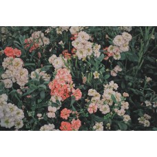 Экзотические цветы Сухоцветы экзотический Экзотические цветы Сухоцветы экзотический