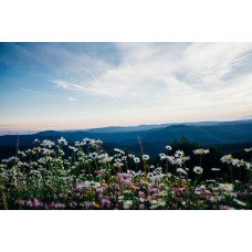 Экзотические цветы Монобукет романтический Экзотические цветы Монобукет романтический