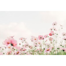 Цветы в коробке Сухоцветы премиум