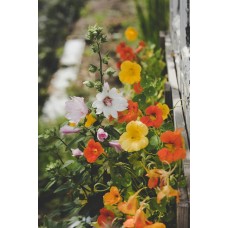 Букет Горшечное растение романтический