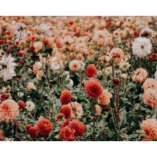 Экзотические цветы Сухоцветы романтический