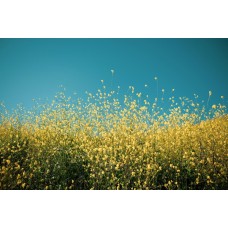 Букет Горшечное растение сезонный Букет Горшечное растение сезонный