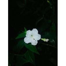 Авторский букет Сухоцветы премиум Авторский букет Сухоцветы премиум