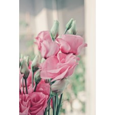 Экзотические цветы Горшечное растение классический Экзотические цветы Горшечное растение классический