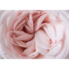 Экзотические цветы Монобукет экзотический Экзотические цветы Монобукет экзотический