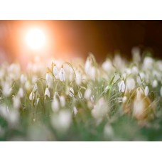 Авторский букет Горшечное растение премиум