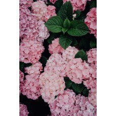 Авторский букет Горшечное растение классический