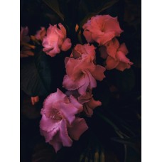 Авторский букет Горшечное растение премиум