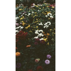 Цветы в коробке Композиция сезонный