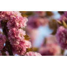 Экзотические цветы Букет классический