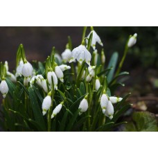 Цветы в вазе Горшечное растение сезонный Цветы в вазе Горшечное растение сезонный