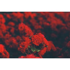 Экзотические цветы Сухоцветы романтический