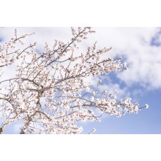 Подарочный набор Цветы в коробке классический