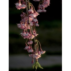 Цветы в коробке Цветы в коробке экзотический