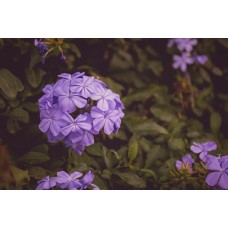 Цветы в корзине Горшечное растение экзотический Цветы в корзине Горшечное растение экзотический