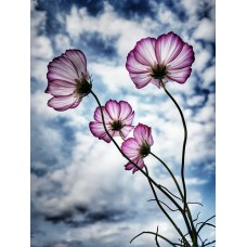 Авторский букет Букет премиум