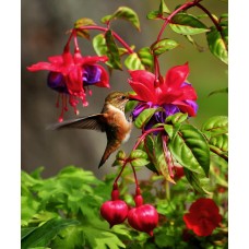 Авторский букет Монобукет премиум