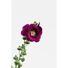 Экзотические цветы Горшечное растение премиум