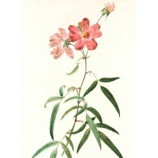 Экзотические цветы Горшечное растение романтический