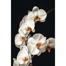 Экзотические цветы Монобукет классический