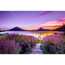 Экзотические цветы Сухоцветы экзотический Экзотические цветы Сухоцветы экзотический