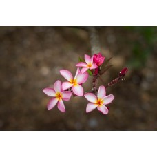 Цветы в корзине Композиция экзотический