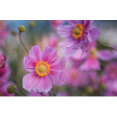 Цветы в корзине Сухоцветы экзотический Цветы в корзине Сухоцветы экзотический