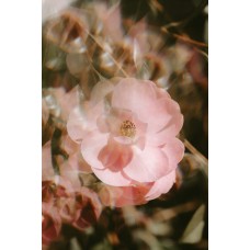 Авторский букет Композиция премиум Авторский букет Композиция премиум