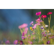 Экзотические цветы Сухоцветы классический Экзотические цветы Сухоцветы классический