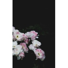 Экзотические цветы Горшечное растение классический Экзотические цветы Горшечное растение классический