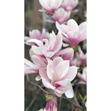 Авторский букет Букет сезонный