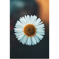 Авторский букет Горшечное растение премиум