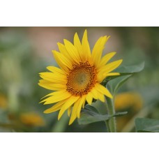 Букет Сухоцветы премиум Букет Сухоцветы премиум