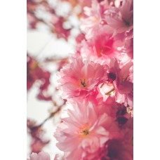 Экзотические цветы Горшечное растение экзотический