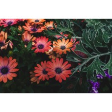 Букет Букет классический Букет Букет классический