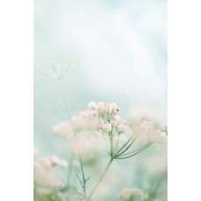 Сборный букет Сухоцветы экзотический